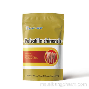 Pulsatilla chinensis semulajadi ubat ayam ladang